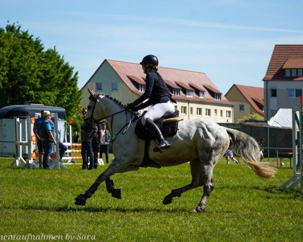 jumper Chipsy 215 (Oldenburg, 2016, from Coupie)