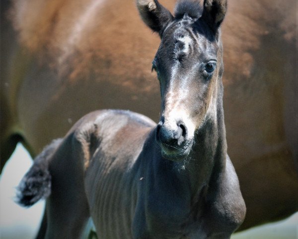 dressage horse Fay (Czech Warmblood, 2021, from Faustinus)