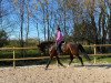 dressage horse Dr. Brown W (Württemberger, 2013, from Demetrius)