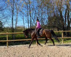 dressage horse Dr. Brown W (Württemberger, 2013, from Demetrius)