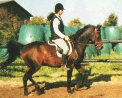 horse O´Samur (Shagya Arabian, 1996, from O'Bedu)