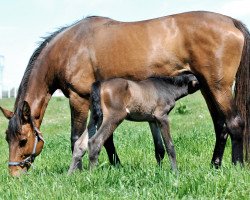 Pferd Grappa (Tschechisches Warmblut, 2004, von Genius-13)