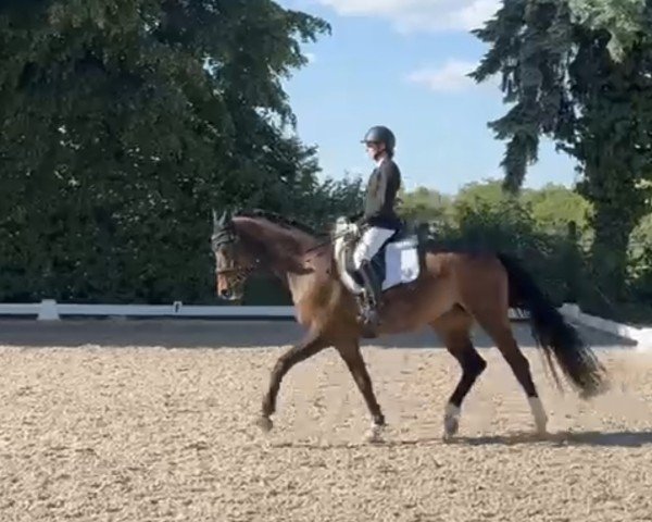 broodmare Sternentänzerin (Württemberger, 2009, from Sir Alfred)