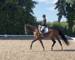 broodmare Sternentänzerin (Württemberger, 2009, from Sir Alfred)