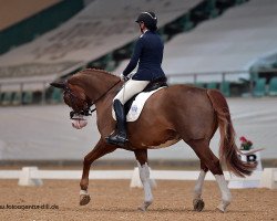 dressage horse Quotenprinz (Westphalian, 2013, from Quotenkönig 2)