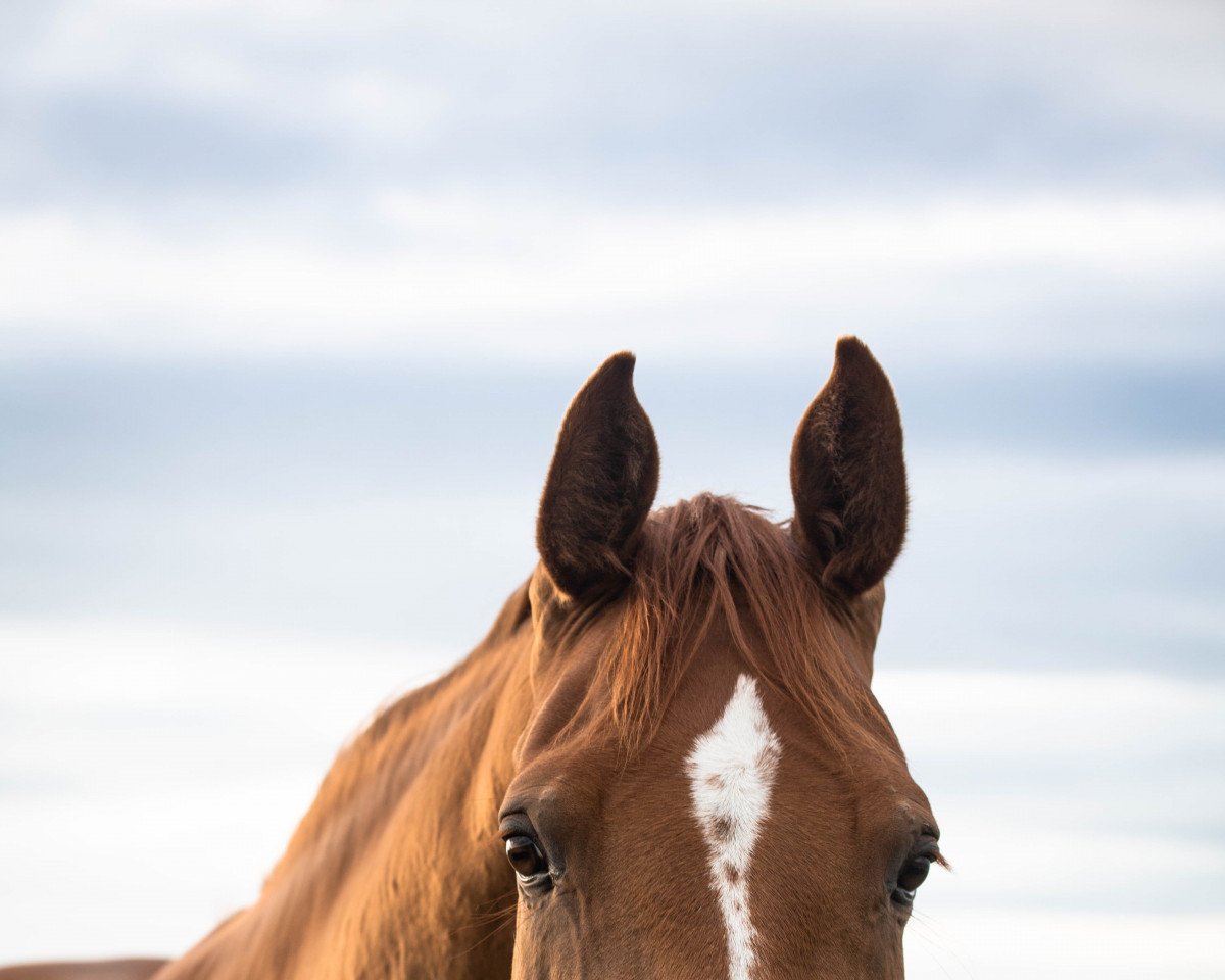 jumper Fayette K (Holsteiner, 2013, from Chin Champ)