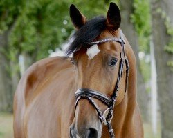 Springpferd Bardolino 49 (Westfale, 2019, von Balounito)