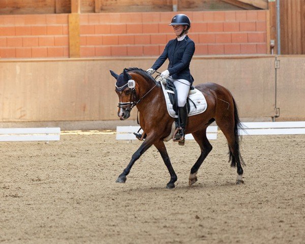 Zuchtstute Aida (Welsh Pony (Sek.B), 2004, von Best Boy)