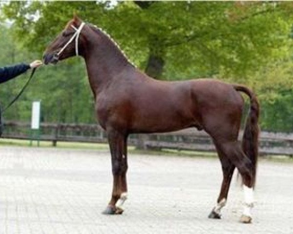 stallion Unieko (KWPN (Royal Dutch Sporthorse), 2001, from Manno)