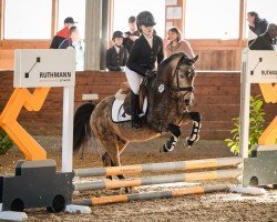 stallion Mannix (Welsh-Pony (Section B), 2008, from Samorens Mark)