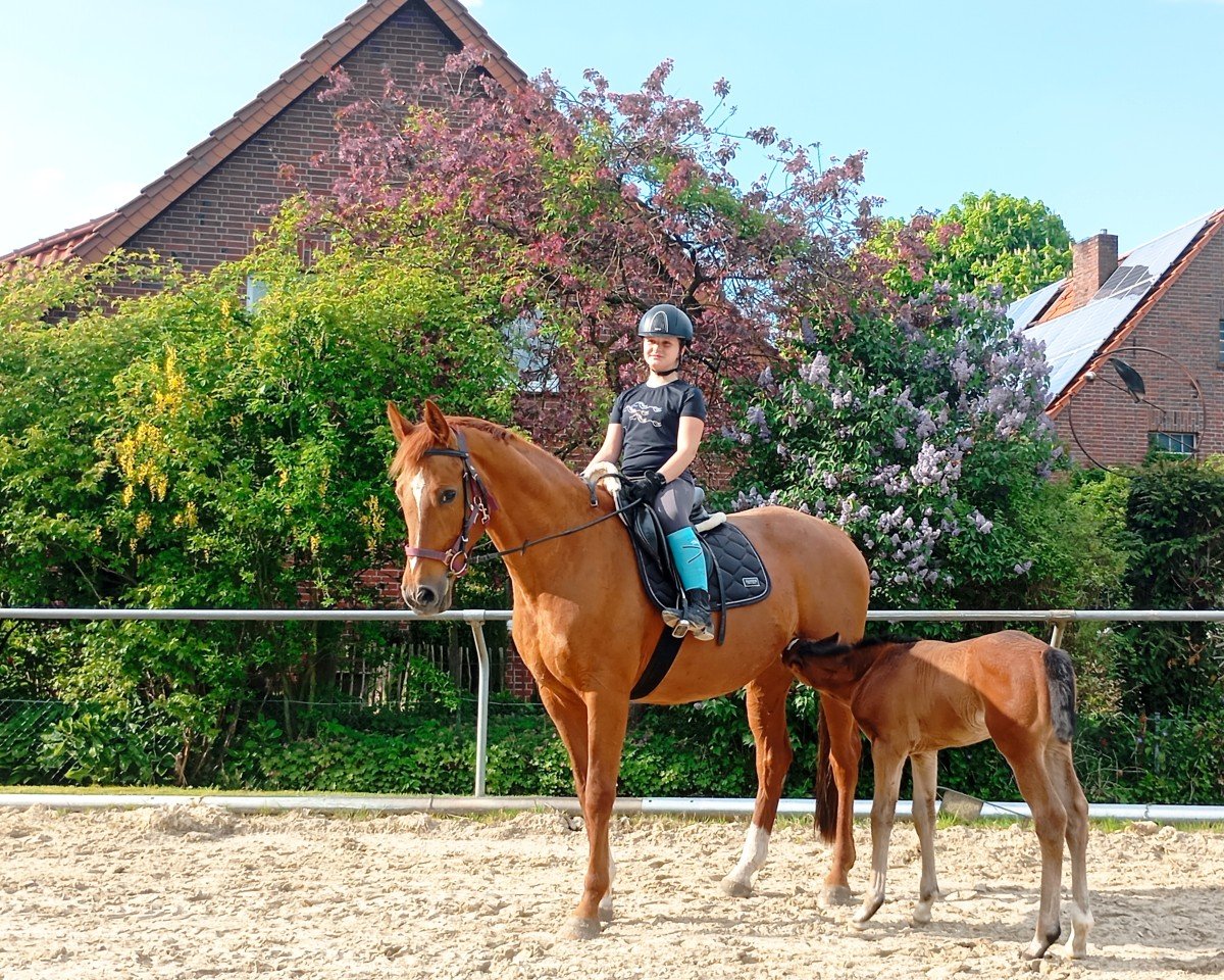 dressage horse Semper Bellatrix (Westphalian, 2010, from Sir Donnerhall II OLD)