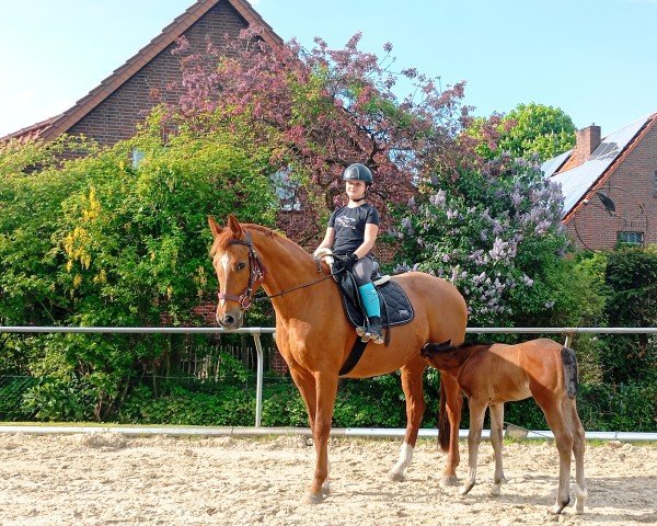 dressage horse Semper Bellatrix (Westphalian, 2010, from Sir Donnerhall II OLD)