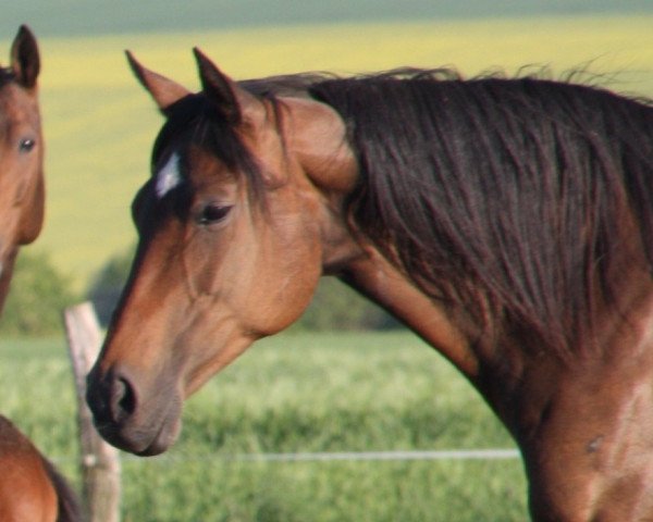 broodmare Chila (Hanoverian, 1998, from Colway Bold xx)