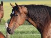 broodmare Chila (Hanoverian, 1998, from Colway Bold xx)