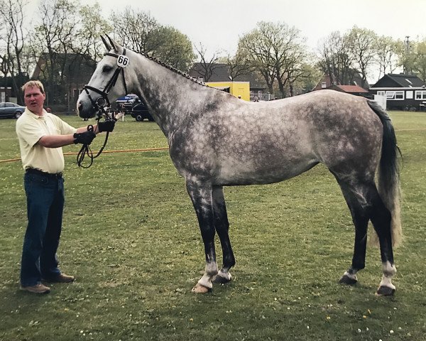 Zuchtstute Arancha Z (Zangersheide Reitpferd, 2000, von Azett)