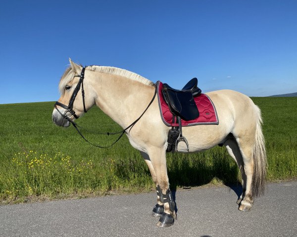 Pferd Viggo (Fjordpferd, 2006, von Valør Halsnæs)