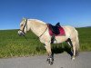 horse Viggo (Fjord Horse, 2006, from Valør Halsnæs)