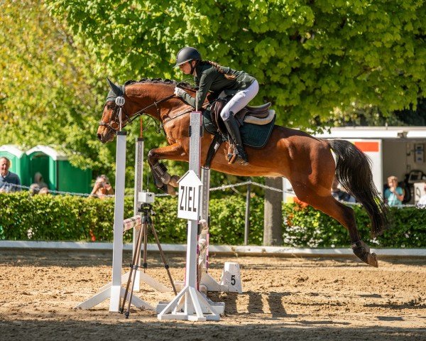 dressage horse Chin Chin 45 (German Riding Pony, 2018, from Charivari)