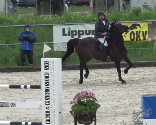 Reitturnier Werdenberg 2025