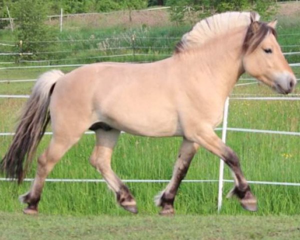 Pferd Gamleskolens Trylling (Fjordpferd, 2016, von Turbo Romeo N.2573)