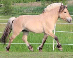 horse Gamleskolens Trylling (Fjord Horse, 2016, from Turbo Romeo N.2573)