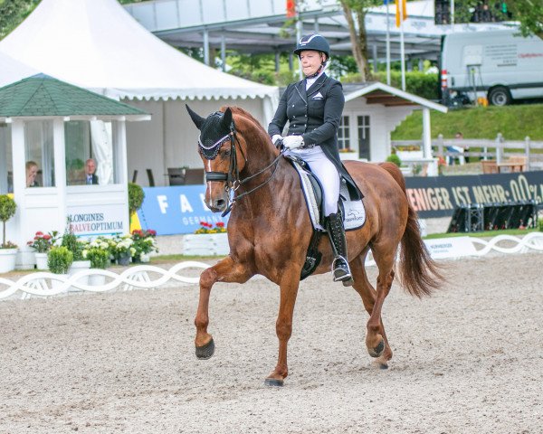 dressage horse Finley 97 (Westphalian, 2013, from First Selection)