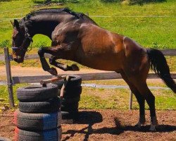 Springpferd El Cariño (Tschechisches Warmblut, 2007, von Euripides)