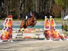 jumper Oosterbroeck's Woody (New Forest Pony, 2014, from Oosterbroek Francois)