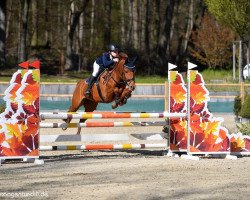 jumper Oosterbroeck's Woody (New Forest Pony, 2014, from Oosterbroek Francois)