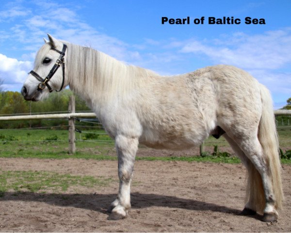 Pferd Pearl of Baltic Sea (Shetland Pony, 2006, von Partout van de Rijsdrecht)