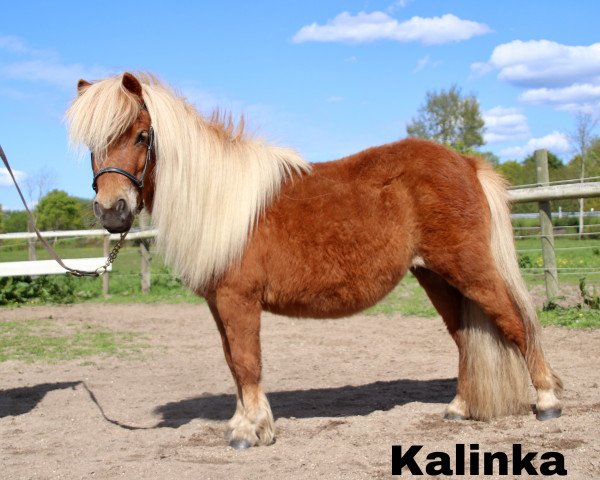 broodmare Kalinka (Shetland Pony, 2016, from Heros van Heeselt)