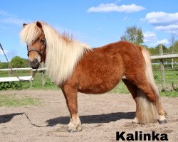 broodmare Kalinka (Shetland Pony, 2016, from Heros van Heeselt)