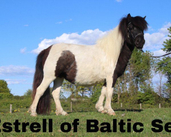 Zuchtstute Estrelle of Baltic Sea (Shetland Pony, 2016, von Blackertor Island Paintbox)