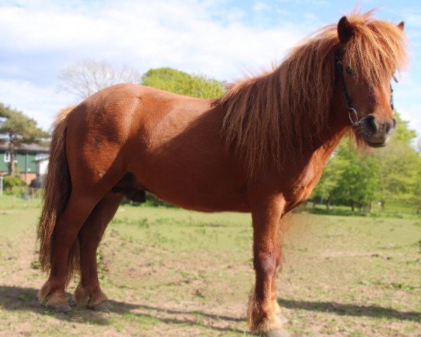 Deckhengst Sir Winsten (Shetland Pony, 2013, von Sir Wolter van de Bekkenkamp)
