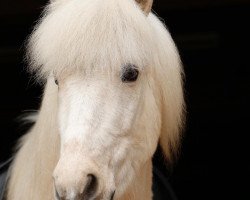 horse Arvakur von Tröllastadir (Iceland Horse, 2009, from Frosti frá Kvistum)