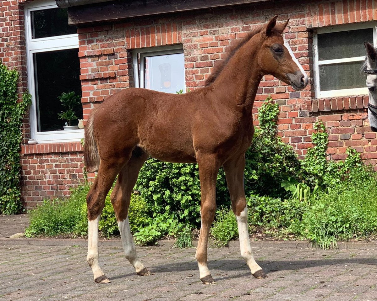 dressage horse Sir Farbenfroh (Oldenburg, 2021, from Sir Donnerhall I)