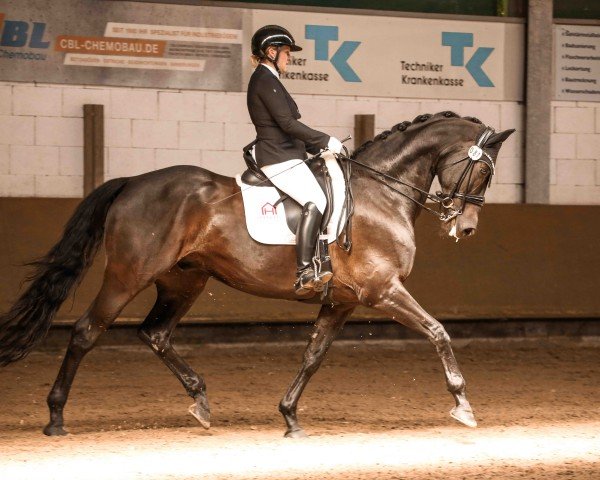 dressage horse Nero BH (KWPN (Royal Dutch Sporthorse), 2018, from Indian Rock)