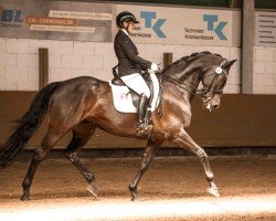 dressage horse Nero BH (KWPN (Royal Dutch Sporthorse), 2018, from Indian Rock)