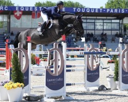 jumper Navaron van Tormetal (Belgian Warmblood, 2013, from Glasgow van het Merelsnest)