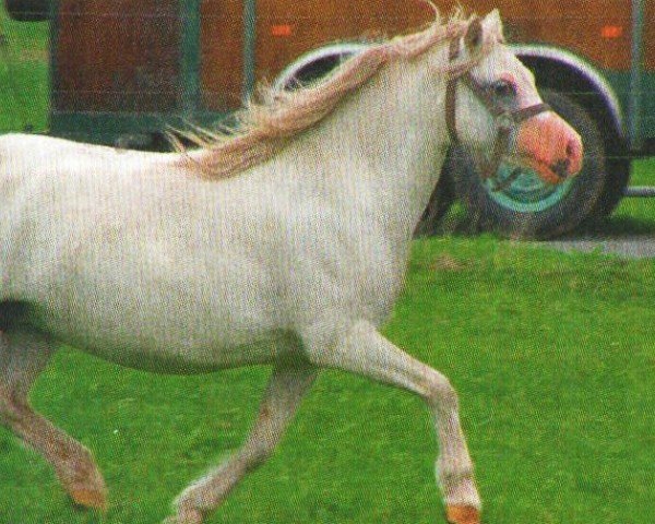 horse Lollypop (Welsh mountain pony (SEK.A), 2005, from Dyfed Playwriter)