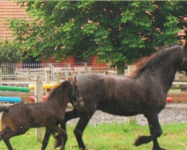 Pferd Ludwig (Friese, 2011, von Gjalt 426)