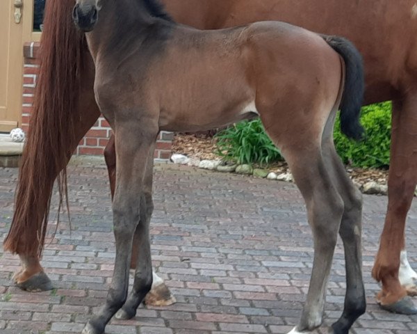 dressage horse Meilenstein SK (Oldenburg, 2021, from E.H. Millennium)