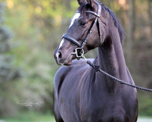 Dressurpferd Fortuna 509 (KWPN (Niederländisches Warmblut), 2019)