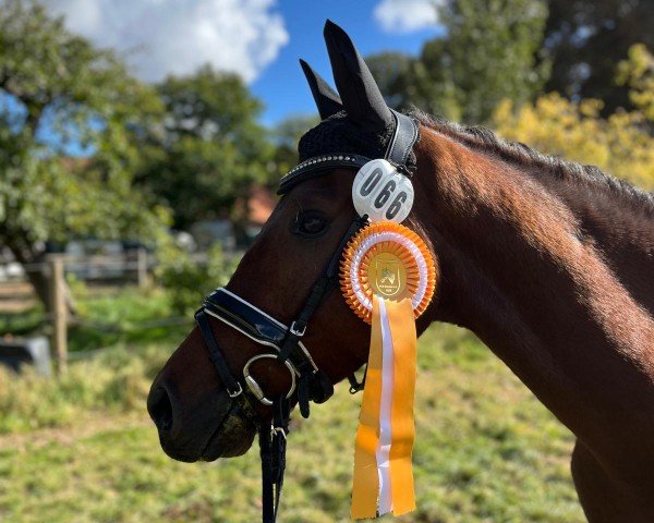 dressage horse Peter Pan 204 (unknown, 2018)