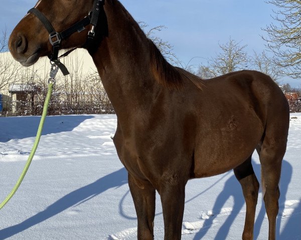 dressage horse Freedom Heart (Westphalian, 2020, from Franziskus FRH)