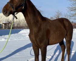 dressage horse Freedom Heart (Westphalian, 2020, from Franziskus FRH)