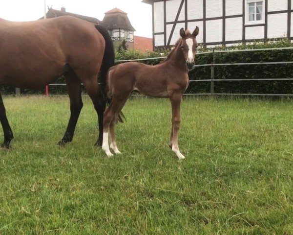 Springpferd Fritz von Peckelsheim (Westfale, 2020, von For Treasure VDL)