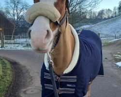 broodmare Morning Miracle (German Riding Pony, 2016, from Mylord Carwyn)