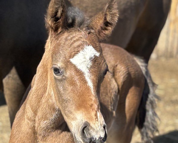 foal by Grimaldi‘s Giulia (German Riding Pony, 2025, from Hesselteichs Grimaldi)