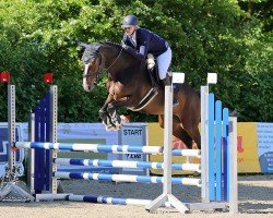 jumper Cameé 4 (German Sport Horse, 2019, from Quint)